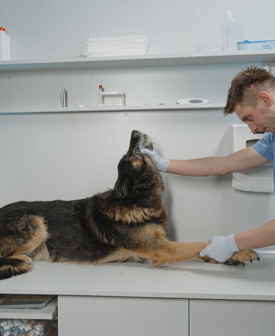 Veterinary and healthcare environments